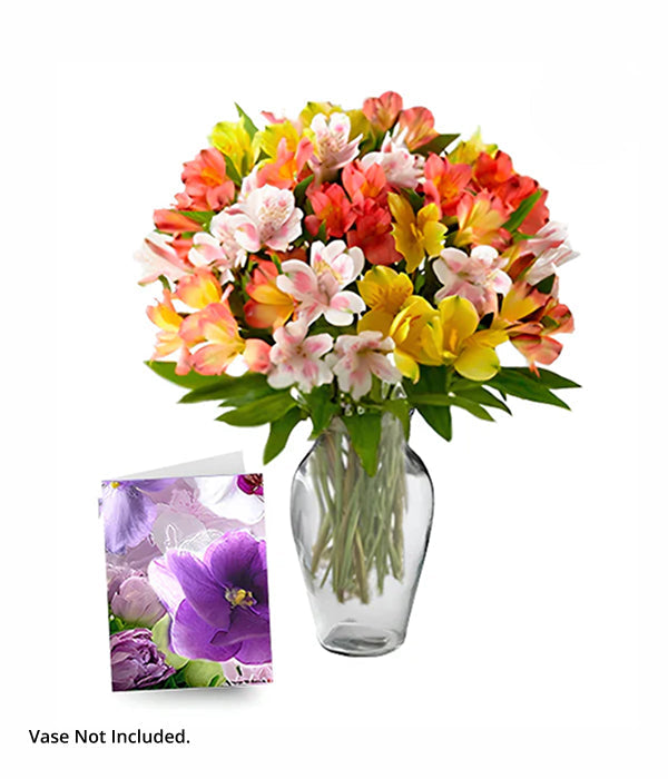 50 Blooms of Alstroemeria