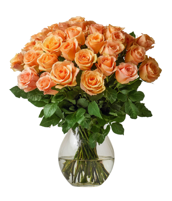 Select 36 Long Stem Orange Roses in Trenton | Lottie Jones Florist
