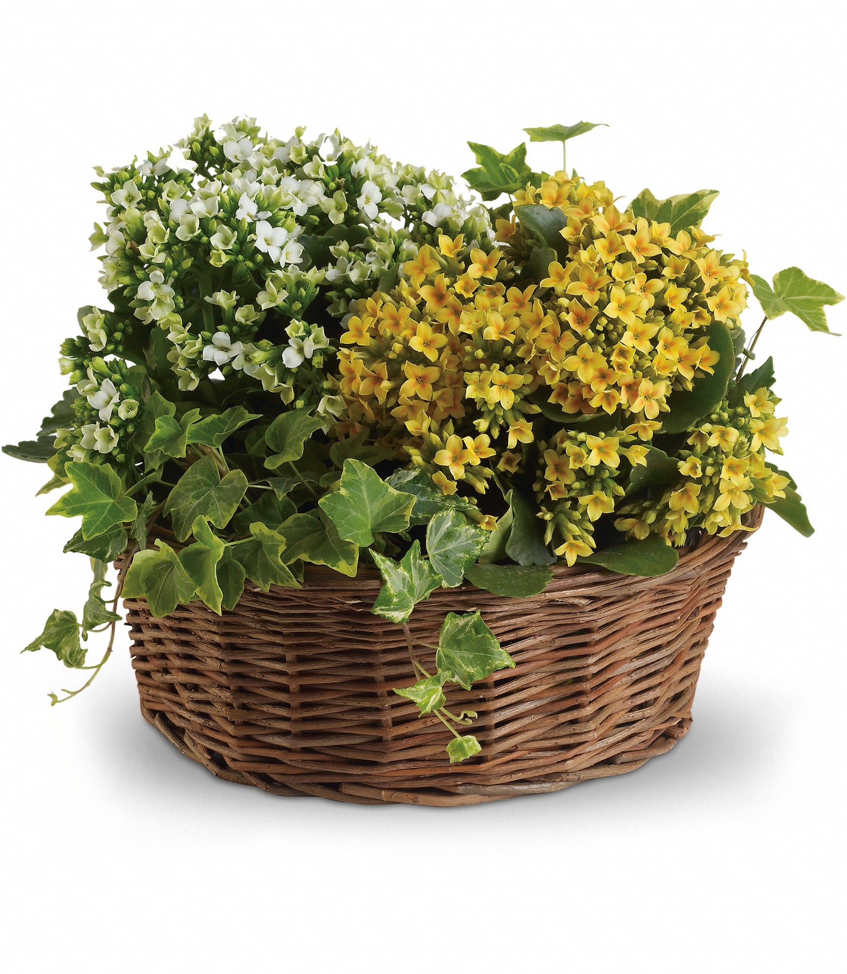 planter basket