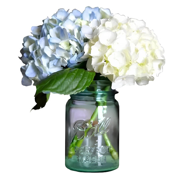 hydrangea in a mason jar
