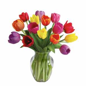 15 Spring Tulips 