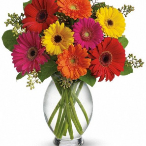 Gerbera Brights 