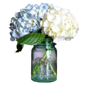 Hydrangea in Mason Jar