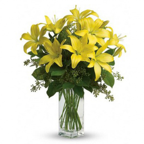 Lily Sunshine 