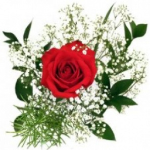 Single Rose